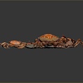 Modern Crab Sea Crab Starfish Shell 3d model