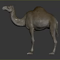 Camel With Single Hump Light Brown Fur Standing On Dark Background 3d model