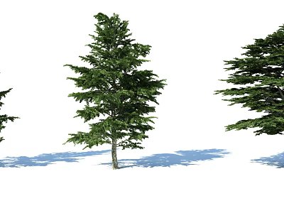 Tall Green Arbor Trees With Lush Foliage And Distinct Trunks Casting Shadows 3d model