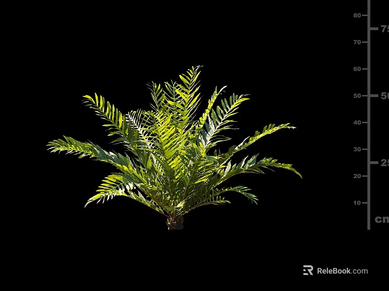 Healthy Lush Green Shrub With Pinnate Leaves Isolated On Black Background 3d model 