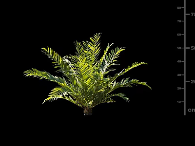 Healthy Lush Green Shrub With Pinnate Leaves Isolated On Black Background 3d model