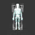 Human Skull Anatomical Features In Detailed Full Body Skeleton Model Illustration