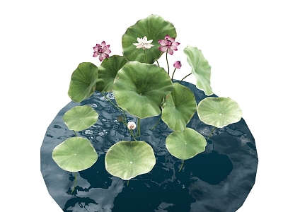 lotus leaf pond lotus flower plant 3d model