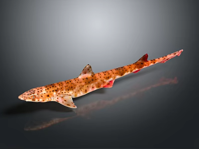 Realistic Orange Spotted Shark With Red Fins On Gray Gradient Background 3d model