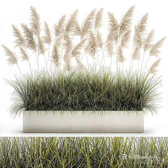 Ornamental Pampas and Green Grass Potted Plant with Lush Foliage in White Rectangular Planter 3d model 