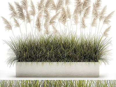 Ornamental Pampas and Green Grass Potted Plant with Lush Foliage in White Rectangular Planter 3d model