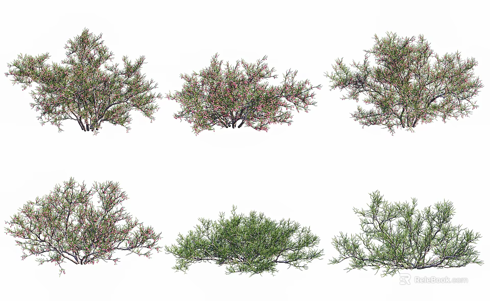 Various Flowering Shrub Varieties for Garden Landscaping and Decoration 3d model 