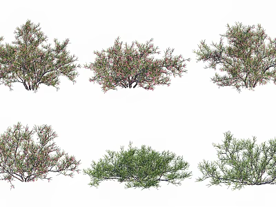 Various Flowering Shrub Varieties for Garden Landscaping and Decoration 3d model