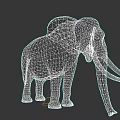 Gray Elephant With Large Ears Long Trunk And White Tusks On Black Background