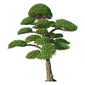 Diverse Decorative Plant Combinations With Various Tree Shapes And Lush Green Foliage