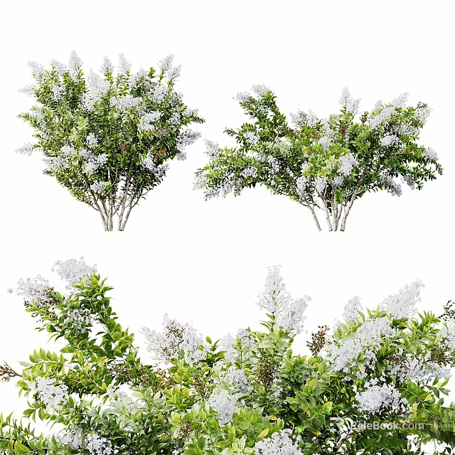 Ornamental Trees With Green Leaves And White Blooming Flowers In Garden Landscape 3d model 