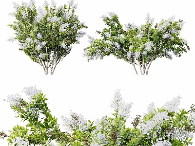 HQ plant myrtle small white flower 3d model