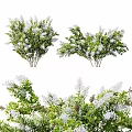 Ornamental Trees With Green Leaves And White Blooming Flowers In Garden Landscape