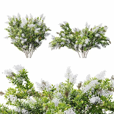 Ornamental Trees With Green Leaves And White Blooming Flowers In Garden Landscape 3d model