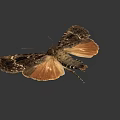 Moth With Spread Wings Brown And Orange Color Isolated On Gray Background