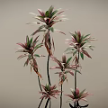 Vibrant Leafy Plants Featuring Pink And Green Leaves On Slender Stems Against Gray Background