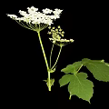 White Flowering Plant with Large Green Leaves and Small Clustered White Flowers on Single Stem