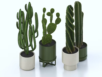 Various Types Of Cactus Potted Plants In Decorative Green And White Pots 3d model
