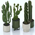 Various Types Of Cactus Potted Plants In Decorative Green And White Pots