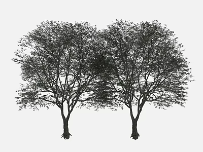 Two Arbor Trees Silhouette With Trunk Branches And Dense Foliage On White Background 3d model