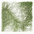 Lush Green Vines As Decorative Wall Covering