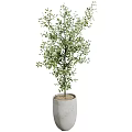 Indoor Bonsai Potted Plants With Various Types Concrete Planters Different Heights And Shapes