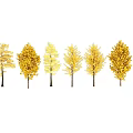 Golden Leaf Trees in Autumn with Slender Trunks Lined Up Neatly 3d model