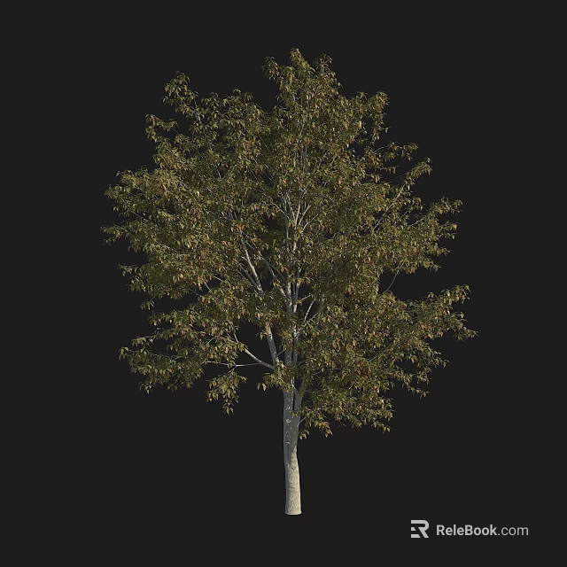 Arbor With Green Leaves And Trunk Isolated On Black Background 3d model