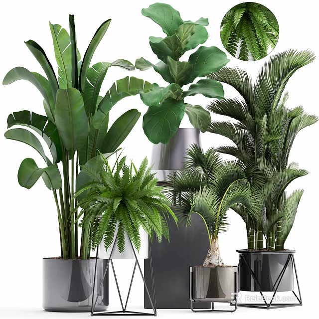 Green Potted Plants with Large Leaves Ferns Palm Foliage in Modern Metal Grey Planters 3d model 