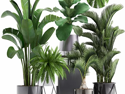 Green Potted Plants with Large Leaves Ferns Palm Foliage in Modern Metal Grey Planters 3d model