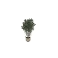 Elegant Bonsai Tree With Lush Green Leaves And Curved Branches In Pot