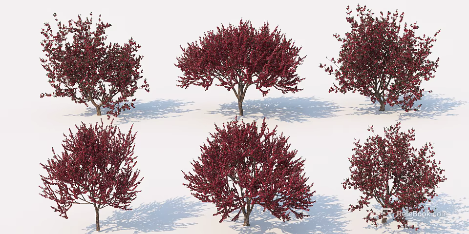 Six Red Leaf Trees with Slender Trunks Round Crowns Deep Red Foliage and Shadows 3d model