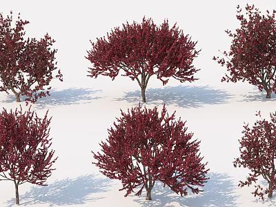 Six Red Leaf Trees with Slender Trunks Round Crowns Deep Red Foliage and Shadows 3d model