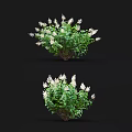 Lush Blooming Shrub With White Flowers And Green Leaves Against Black Background