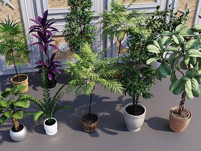 Bonsai Indoor Plants Decorative Plants Bonsai Green Plants Greening Plants 3d model