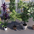 Bonsai Bonsai Bonsai Indoor Plants Decorative Plants Bonsai Green Plants Greening Plants 3d model