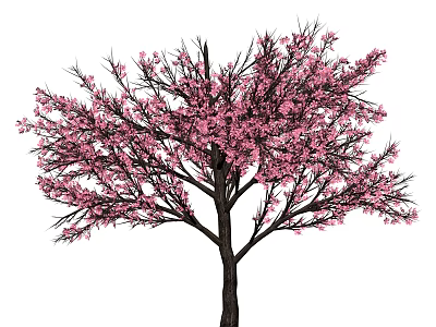 Tall Tree With Pink Blossoms Spreading Branches Dark Trunk On White 3d model