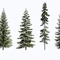 Four Different Types of Pine Trees with Green Foliage and Coniferous Branches