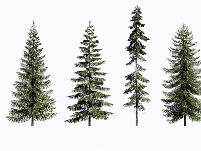 Four Different Types of Pine Trees with Green Foliage and Coniferous Branches 3d model