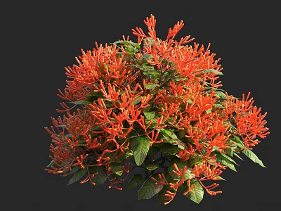 Lush Shrub With Vibrant Orange Flowers And Green Leaves In Garden 3d model