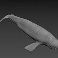 Realistic White Whale 3D Model With Smooth Surface On Black Background