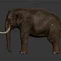 Realistic Gray Elephant Model With Long Ivory Tusks And Standing Posture 3d model