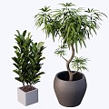 indoor potted plant 3d model