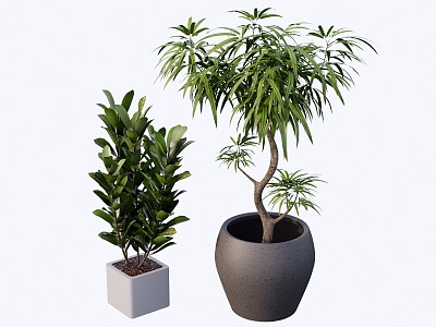 indoor potted plant 3d model