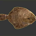 Fresh Brown Spotted Flat Flounder Fish Isolated On Dark Background With Natural Texture