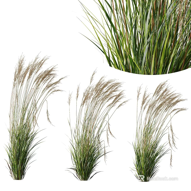 Ornamental Shrubs with Slender Green Leaves Spike like Inflorescences and Natural Growth Form 3d model 