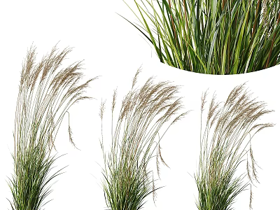 Ornamental Shrubs with Slender Green Leaves Spike like Inflorescences and Natural Growth Form 3d model