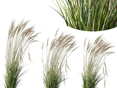 Grass Canadian whisk grass plant 3d model