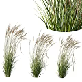 Ornamental Shrubs with Slender Green Leaves Spike like Inflorescences and Natural Growth Form