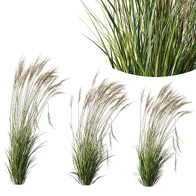 Ornamental Shrubs with Slender Green Leaves Spike like Inflorescences and Natural Growth Form 3d model